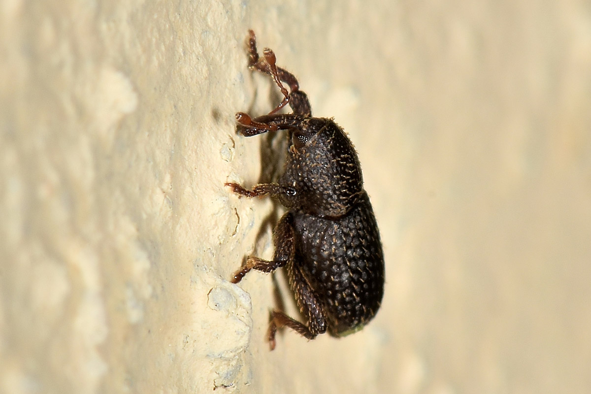 Curculionidae: Acallorneuma reitteri